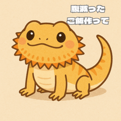 Daily Life of a Chubby bearded dragon