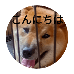 koko_20250804114636