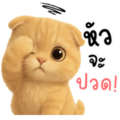 แมวส้มน่ารัก...มีทุกอารมณ์