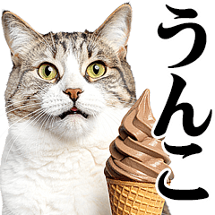 nyantomo! real cats meme/poo2