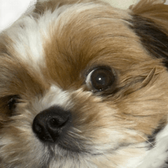 Expressive Shih Tzu Ranmaru