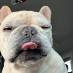 OLLIE 03 (nonverbal)