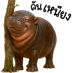 หมูดุ้งๆๆ ฮิปโปแคระน่ารัก