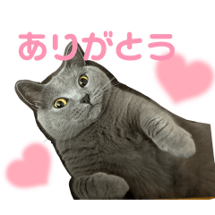 sakura_20250804141051