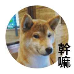 Shibainu bboy(Chinese)