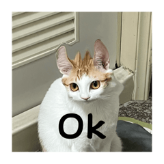 傲嬌哥與黏人妹