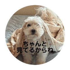 sachi_20250804050746