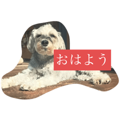 maple_20250804213549