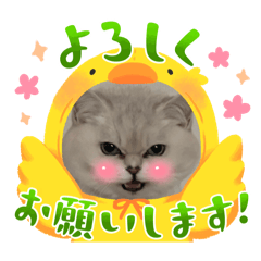 Hi Toni_20250804123554