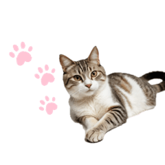 ねこたちの日常！