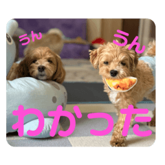 Ayamoko_20250804201134