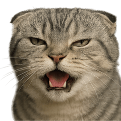Flehmen nuko