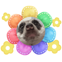 我家可愛的狐獴