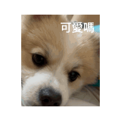 嚕卡卡卡