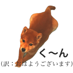 Shiba Inu KANTA