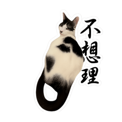 不理不理貓