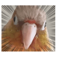 chanRENA_20250805144810