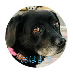 SAKURA_20250805091800