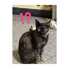 貓狗可可愛愛日常