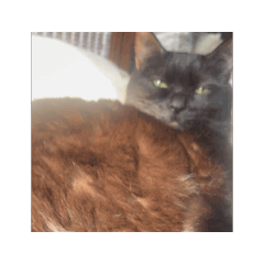 neko_20250805213710