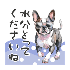 サングラス犬達の夏日和〜敬語もあるよ