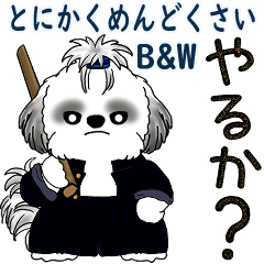 B&Wシーズー 「飛び出す」面倒くさいの...