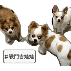 我有三隻吉娃娃