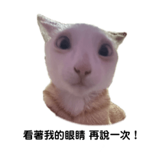 肉粿&碗粿の表情包日常