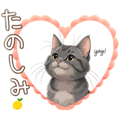 i love american shorthairs