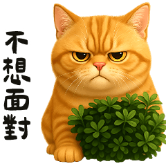 貓系列(3)-橘虎斑貓