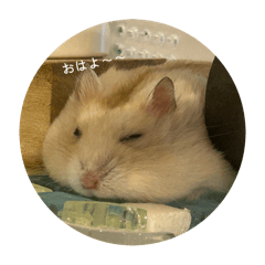 Sakura_20250805102649