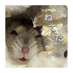 Mochi_20250805133954