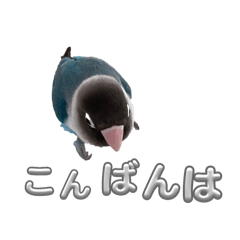 ayumi_20250805132752