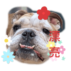 English bulldog Jayden