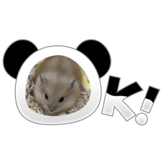 一隻叫布丁的布丁鼠