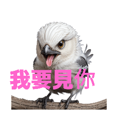 aegithalos caudatus C