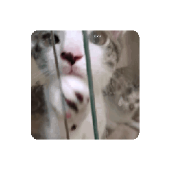 敷衍人的可愛貓貓