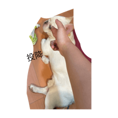 Yi Ting_20250806121845