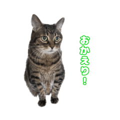 choko cat kijitora