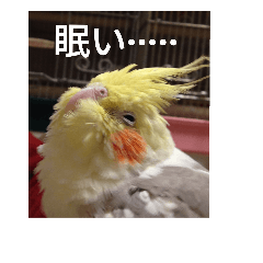 Message from the cockatiel