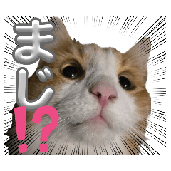 momoko_20250806133722