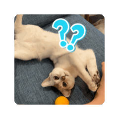 Lily_20250806154736