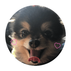 Pomeranian mahalo2