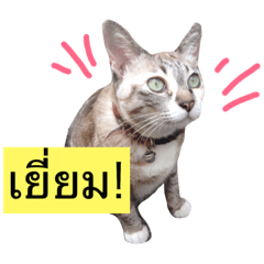 Funny and Cute Cat!