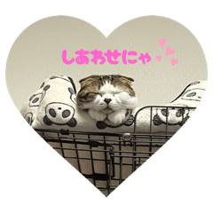 koara_20250805231812