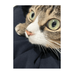 akane_20250806200002