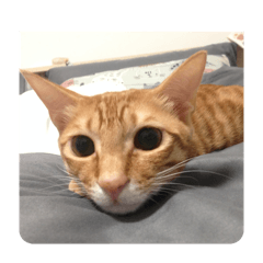 看起來很像獵豹