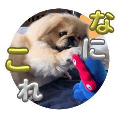 sakura_20250806201546