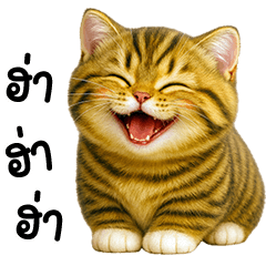 แมวจิ๋วสลิดอ้วงน่ารัก