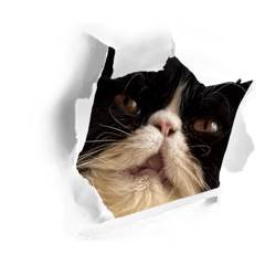 Nuits sticker meow meow